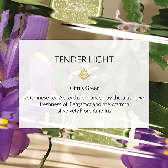 Tender Light Travel Size